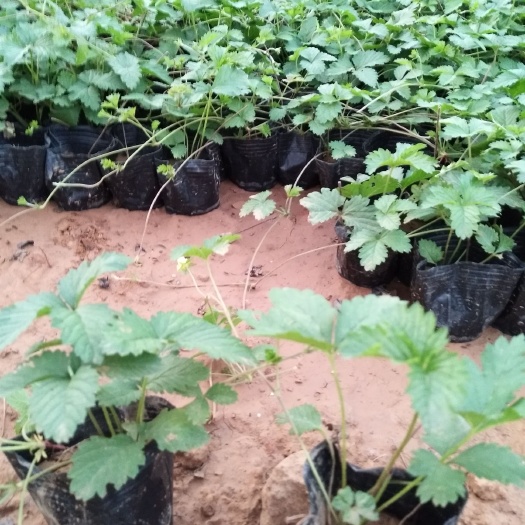 青州市 三叶委陵菜多年生草花种植基地