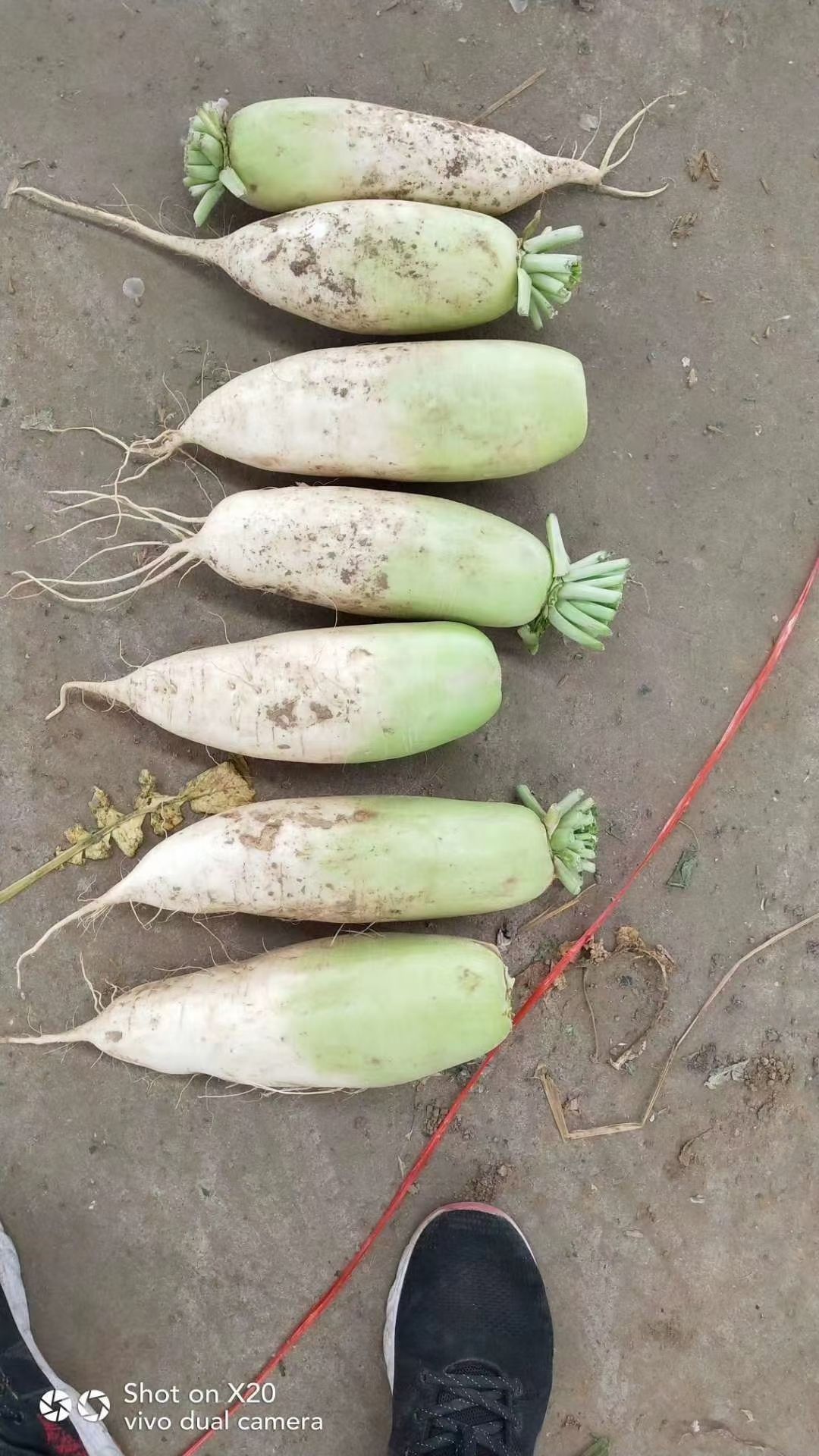 白萝卜  大白萝卜  绿萝卜，