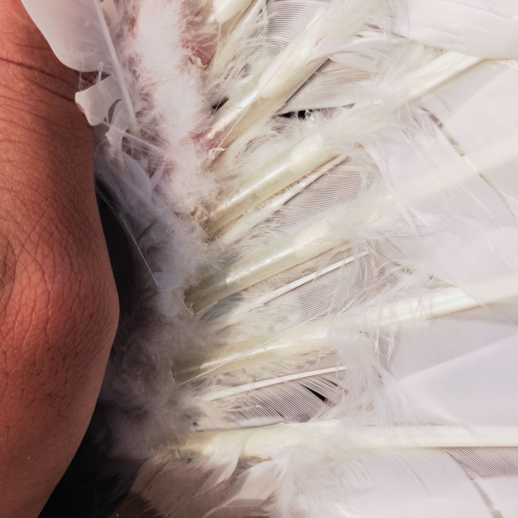 番鸭 黑番公105天