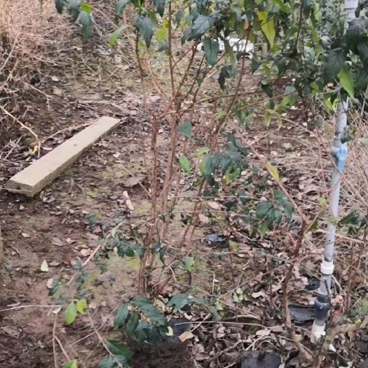 青州市醉蝶花 绿化苗子醉鱼草种植基地