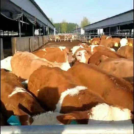 天津独龙牛 肉牛基地现售大小肉牛好品种生长快