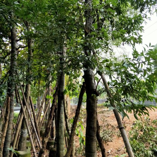 普宁市移植布袋荫香树10至15公分
