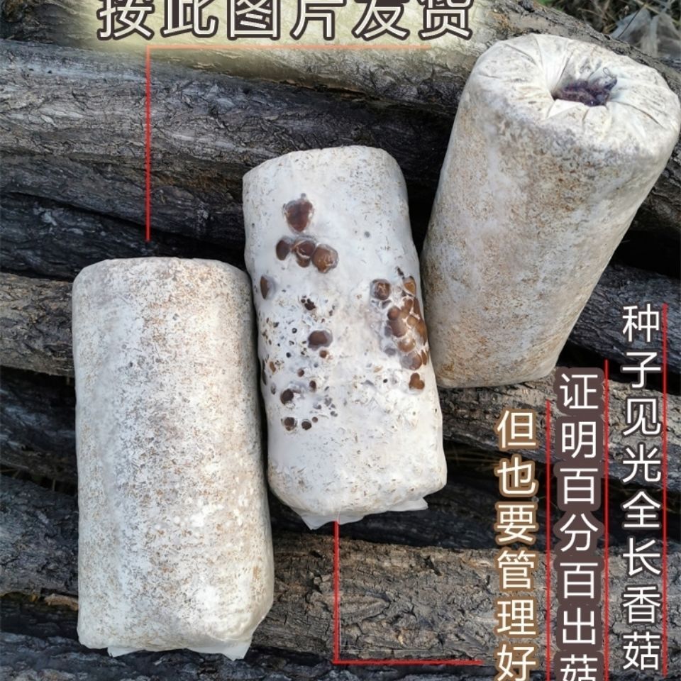 高温型早熟椴木香菇菌种种子种苗食用菌菌种香菇药水冬菇