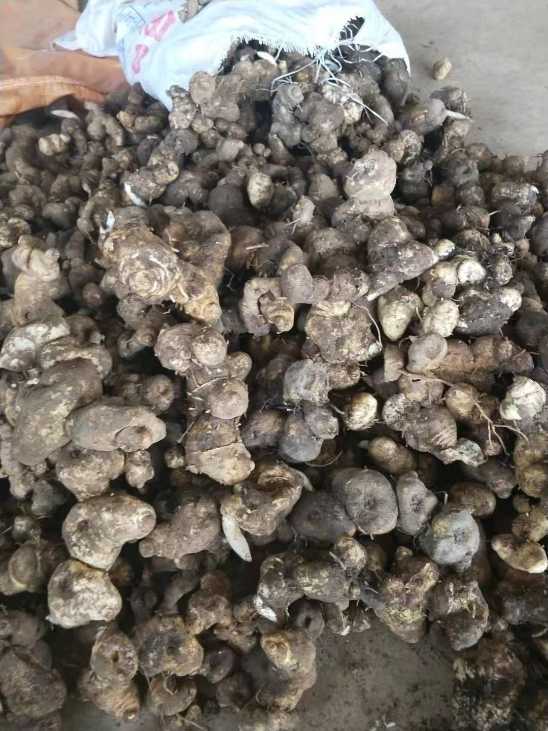 甜黄精  湖南鸡头黄精    15一斤