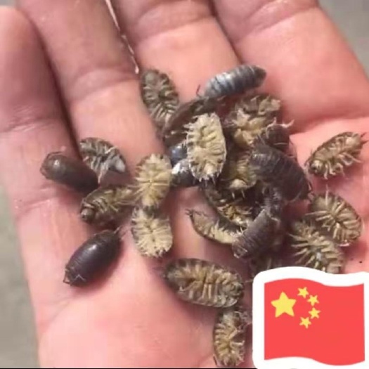 徐州 鼠妇虫、潮虫、西瓜虫、地湿婆、药用