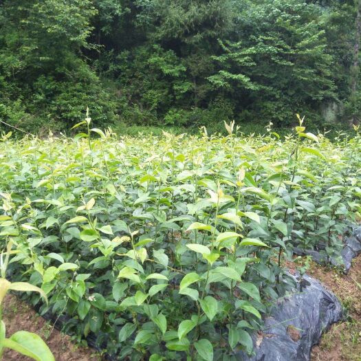 苍溪县秋月梨树苗 嫁接苗 裸根苗 60公分以上 0.8公分以上