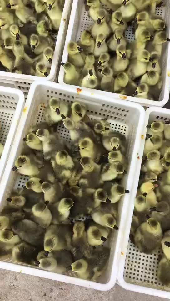 鹅苗 四季鹅苗 杂交鹅苗灰鹅苗 质量包做疫苗