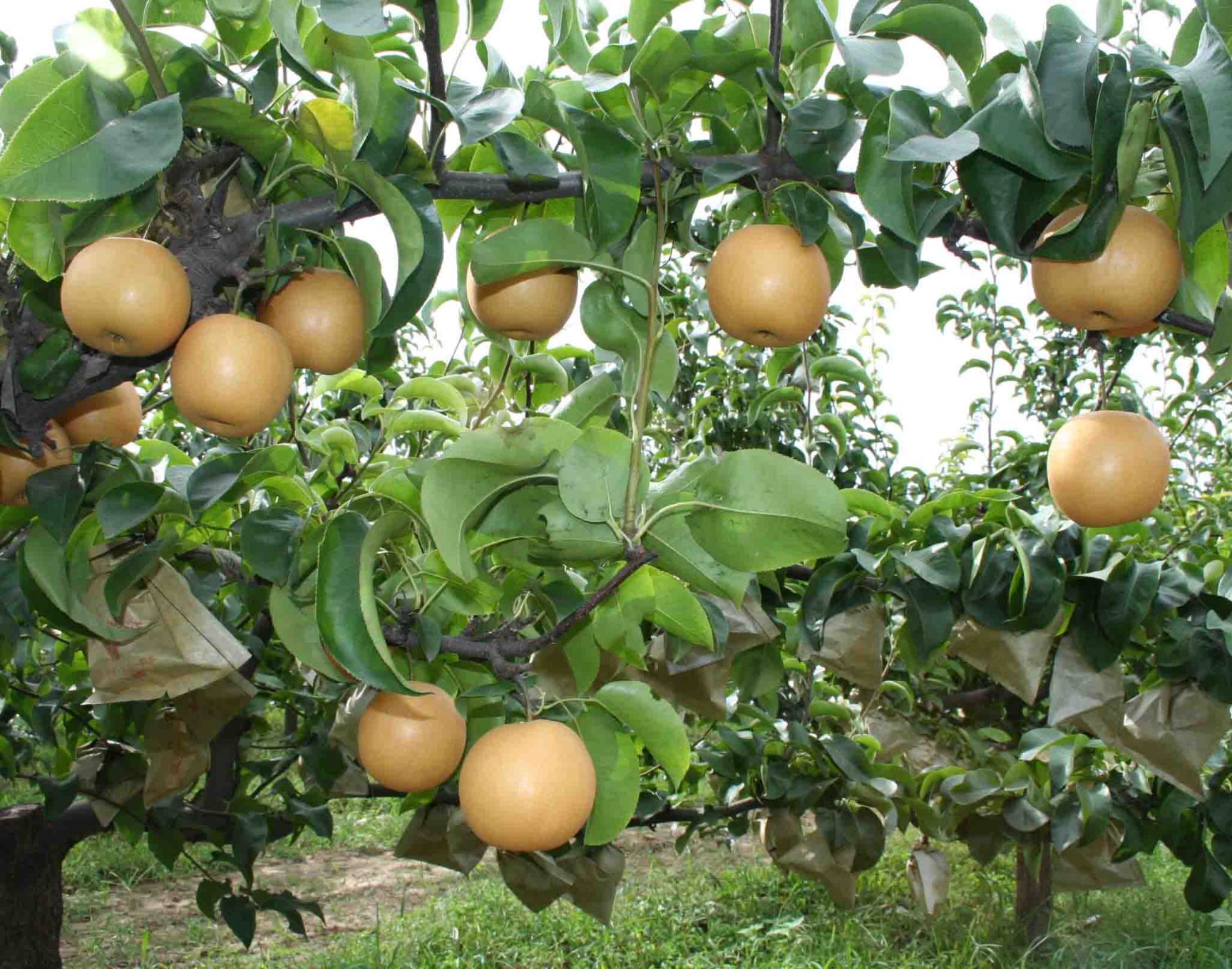 秋月梨树苗 嫁接苗 裸根苗 60公分以上 0.8公分以上