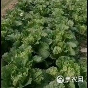 青杂三号白菜