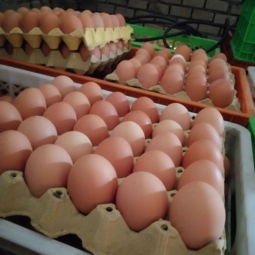 行唐县粉壳蛋  自家养鸡场直供