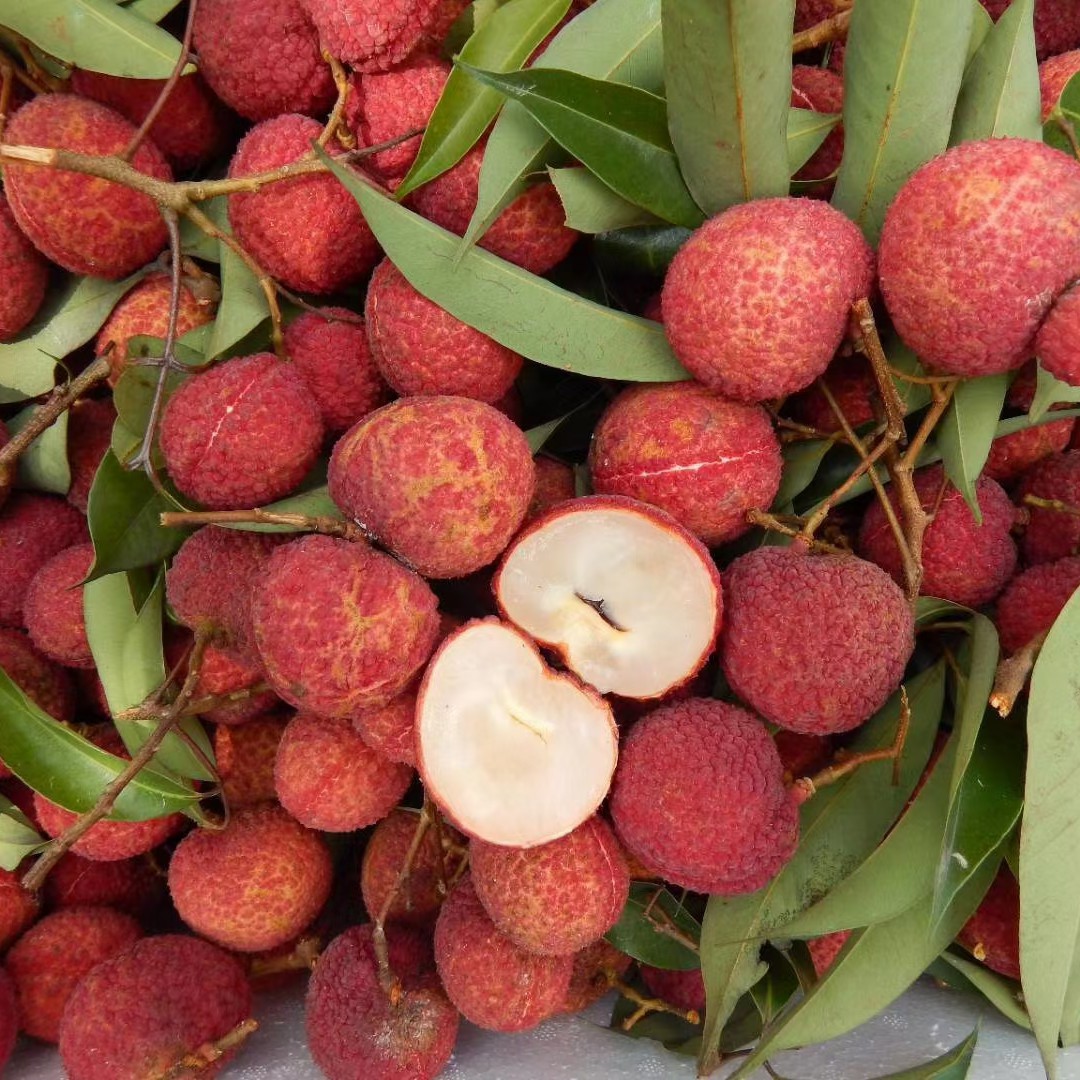 无核荔枝苗    正宗海南A4 正品嫁接苗 保证品种正宗