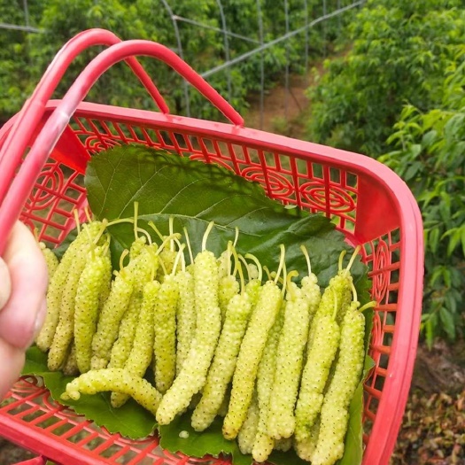 长穗桑苗  新品种白长果桑树苗（不易落果）价格实惠基地直发