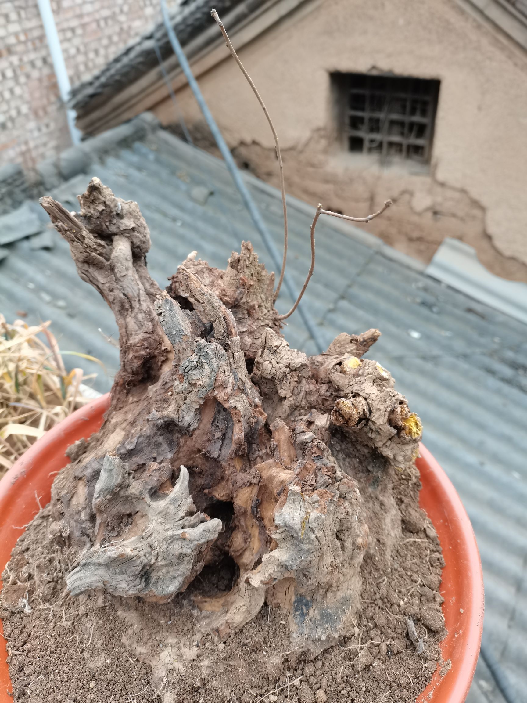 香山红叶黄栌,花皮榆树桩