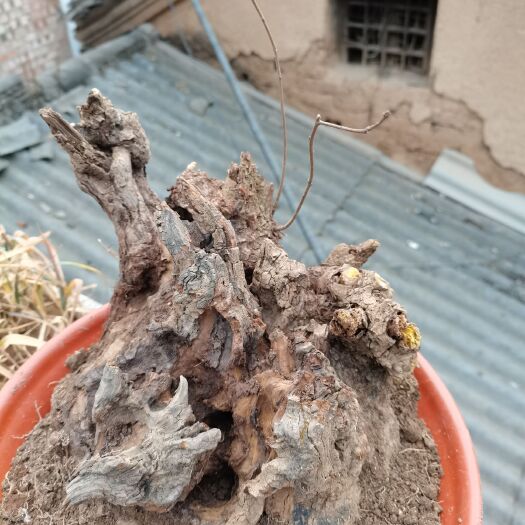 洛宁县香山红叶黄栌，花皮榆树桩