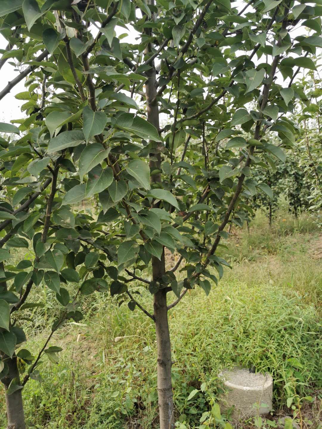 柱状梨苗 密植型柱状树苗，每亩166棵，今年第六年，果芽多有机肥培育。