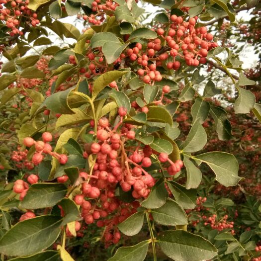 涉县白沙椒 一级 干花椒 