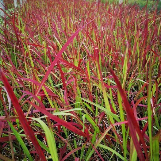 青州市 日本血草种植基地