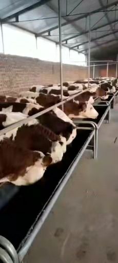 和牛 肉牛基地现售大小肉牛生长快