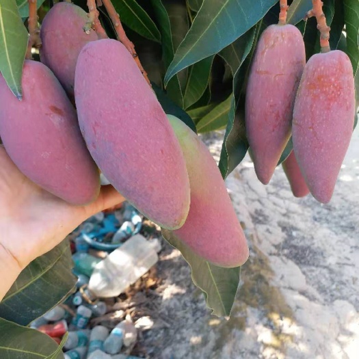  海南三亚热带贵妃芒果。好货