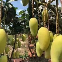 海南精品金煌芒禮盒裝