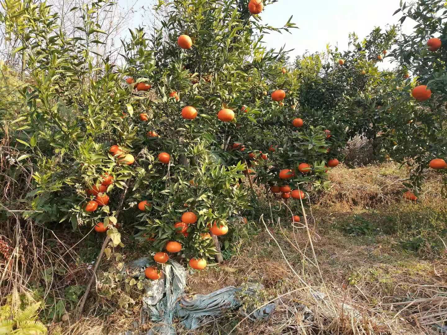  出售柑子，玫瑰香柑（红美人），收购的老板联系我