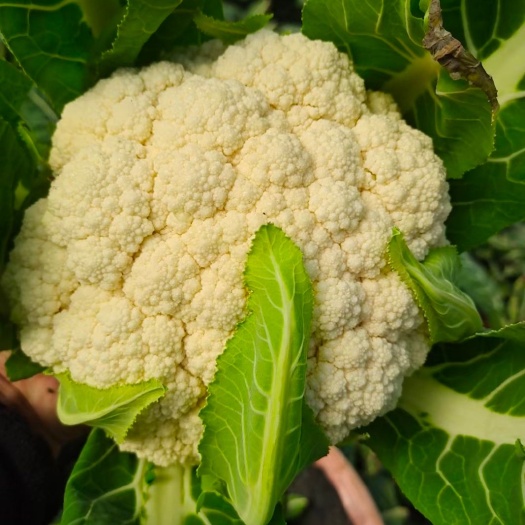 启东市白花菜花 适中 1~2斤 
