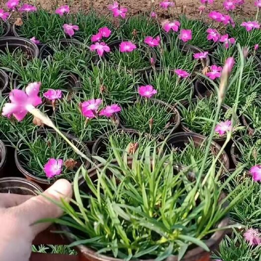 常州草花 欧石竹
