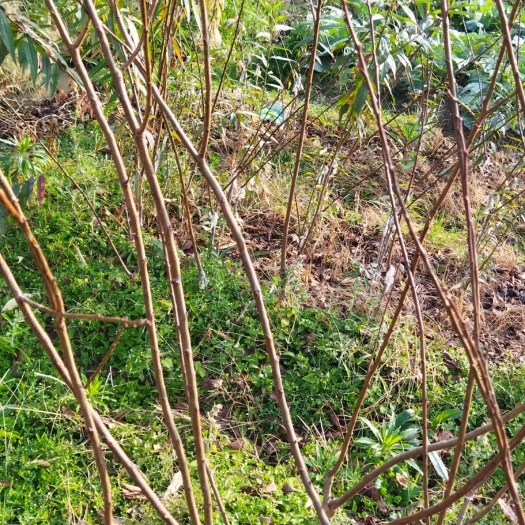 福安市芙蓉李树苗 嫁接苗 裸根苗