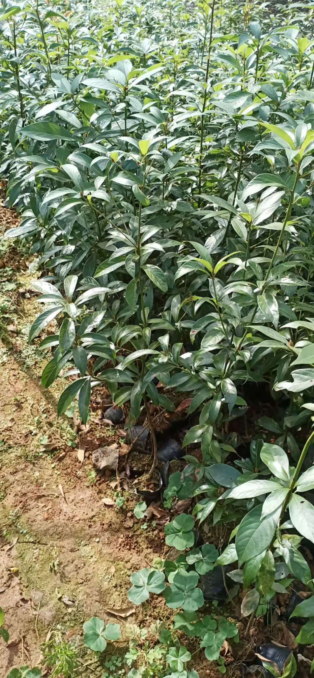 小叶桢楠  金丝楠木杯苗