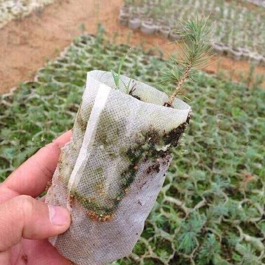 育苗袋/育苗杯/容器袋  無紡布育苗袋批發(fā)美植袋插底袋折邊袋育苗袋加厚定做