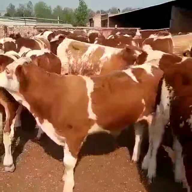 欢迎前来选购大小肉牛好品种生长快
