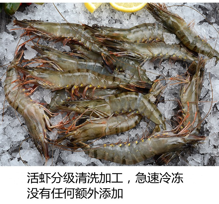 青虾  黑虎虾 活冻黑虎虾