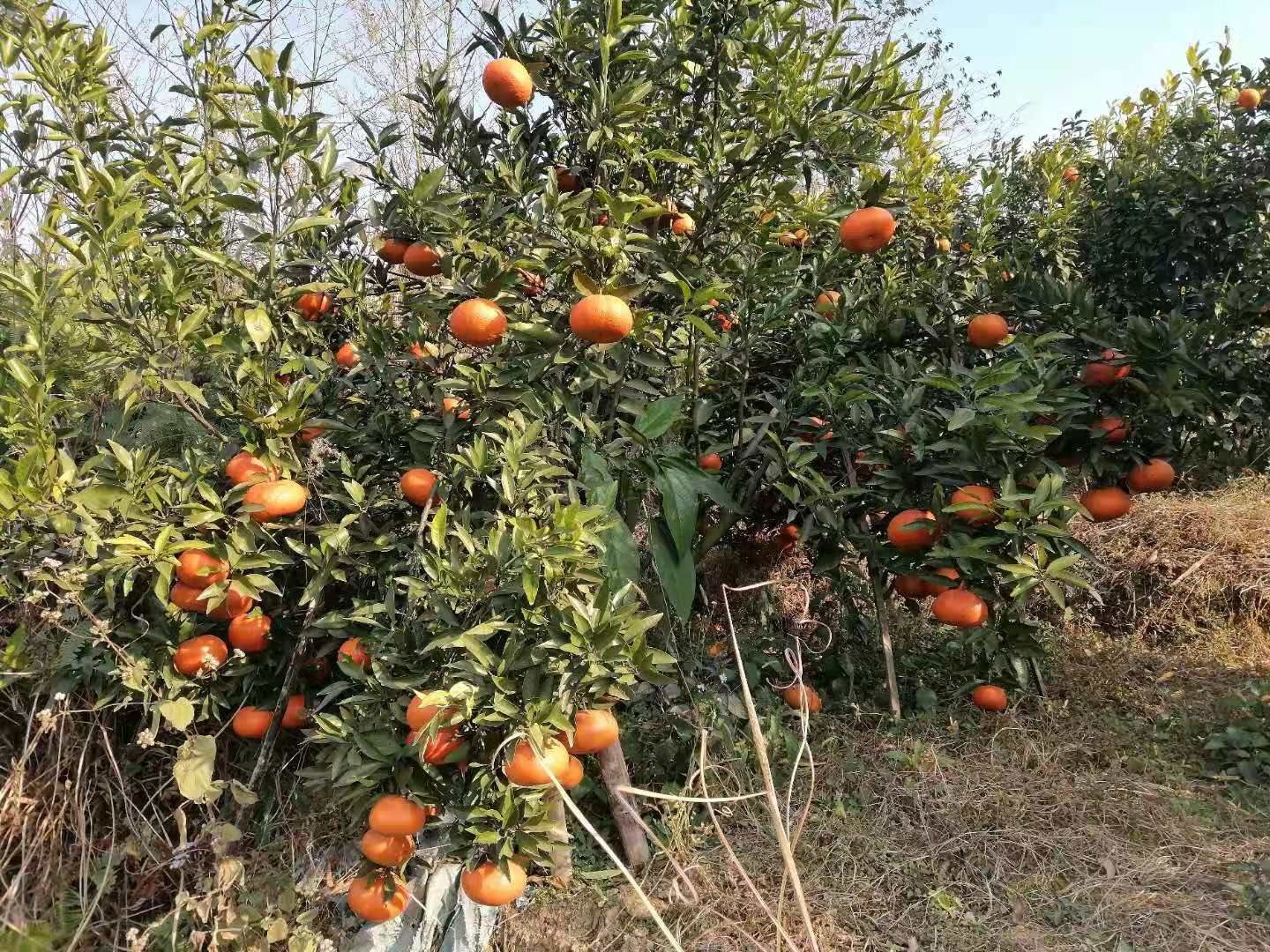  出售柑子，玫瑰香柑（红美人），收购的老板联系我