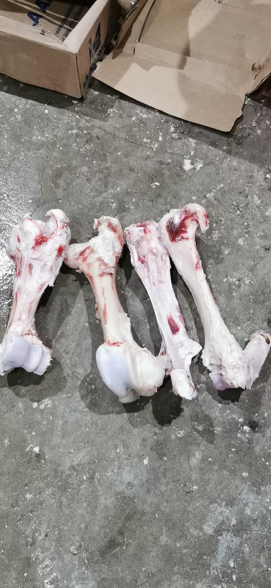 牛骨 牛棒骨便宜可以长年供货