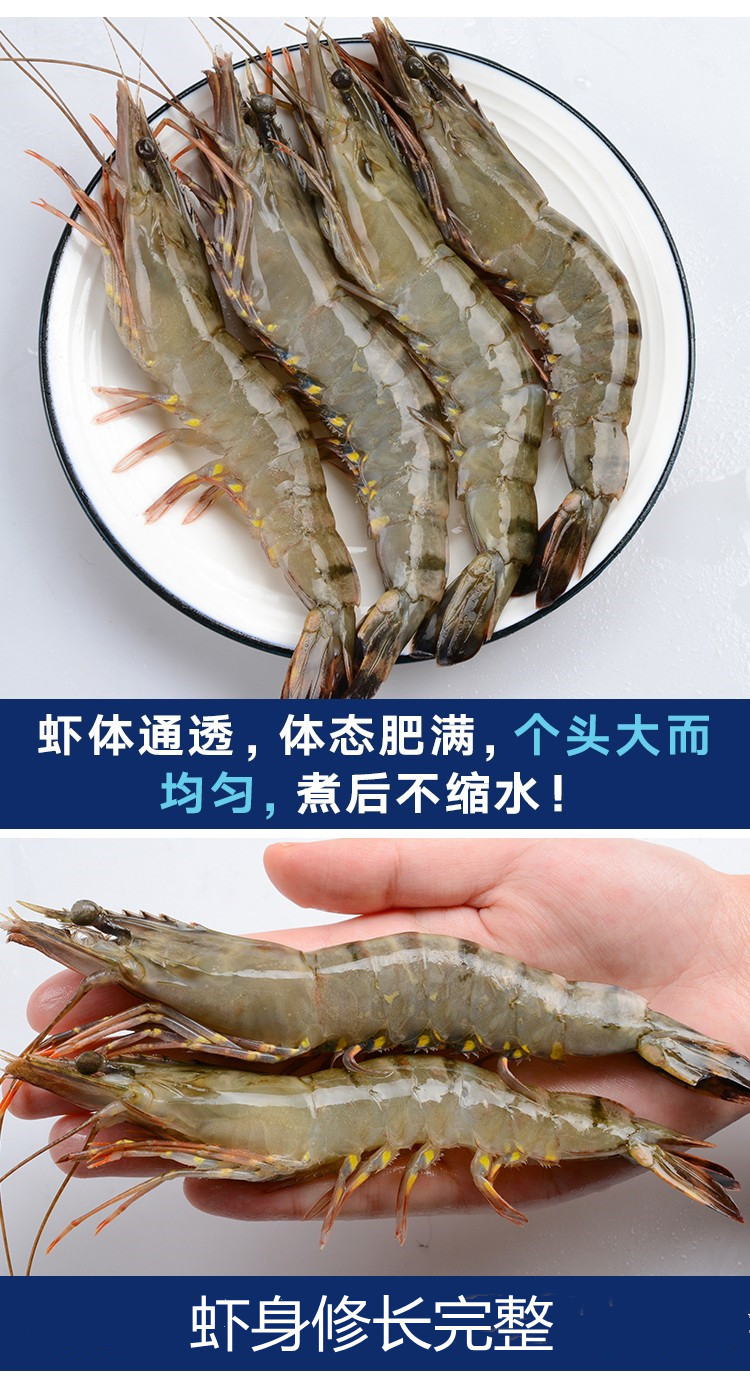 青虾  黑虎虾 活冻黑虎虾