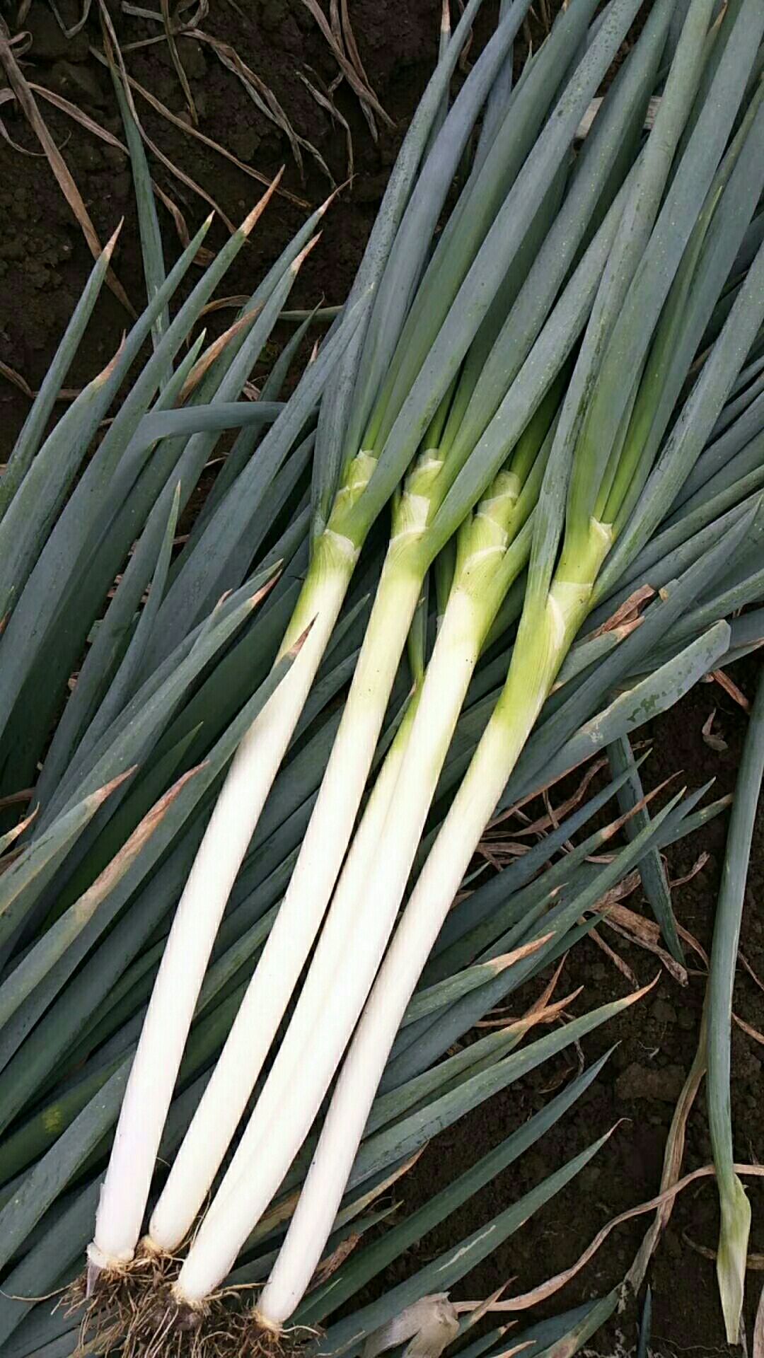 大蔥種子  黑葉優(yōu)質(zhì)鋼蔥種子，白硬，抗病，產(chǎn)量高。