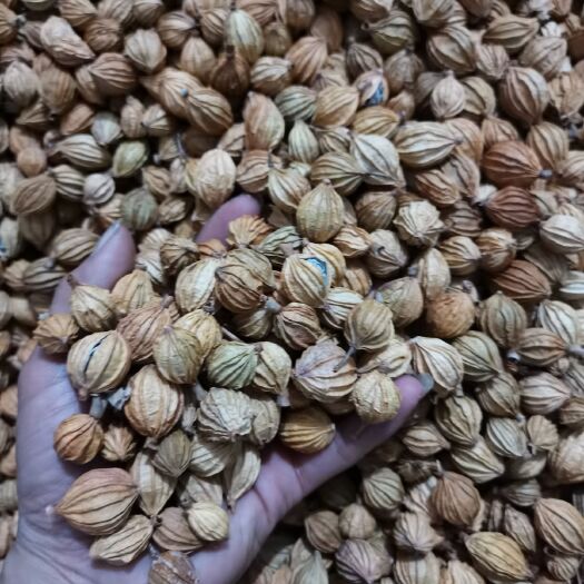 贞丰县香砂仁  精品砂仁，欢迎各位老板来电骚扰