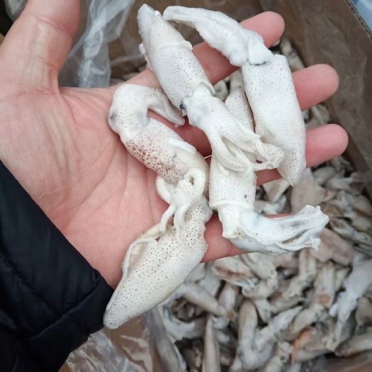 济南 单冻 干冰小海兔