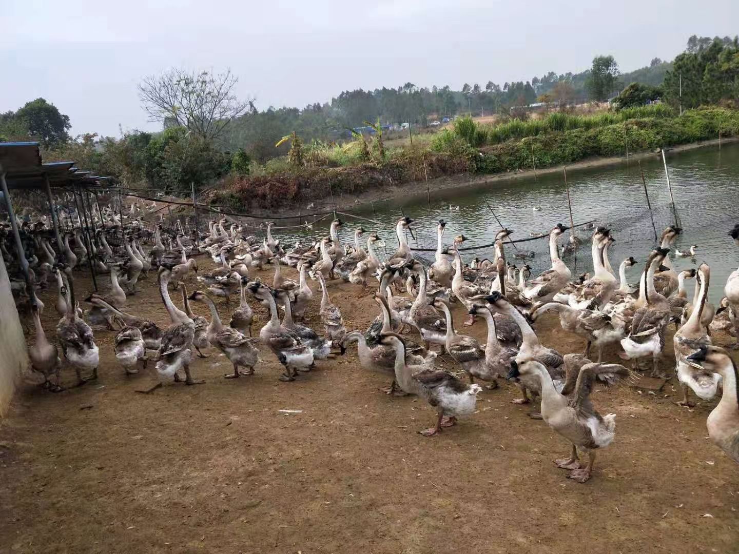 肉鹅 淘汰老鹅，13.5左右重，800羽