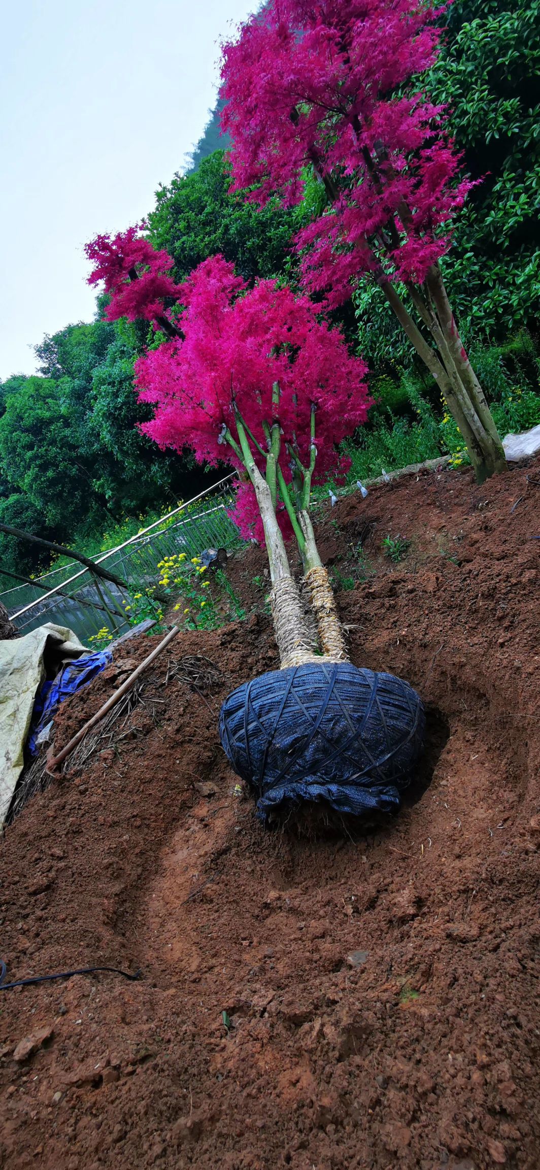 日本红枫 新品种红小袖红枫
