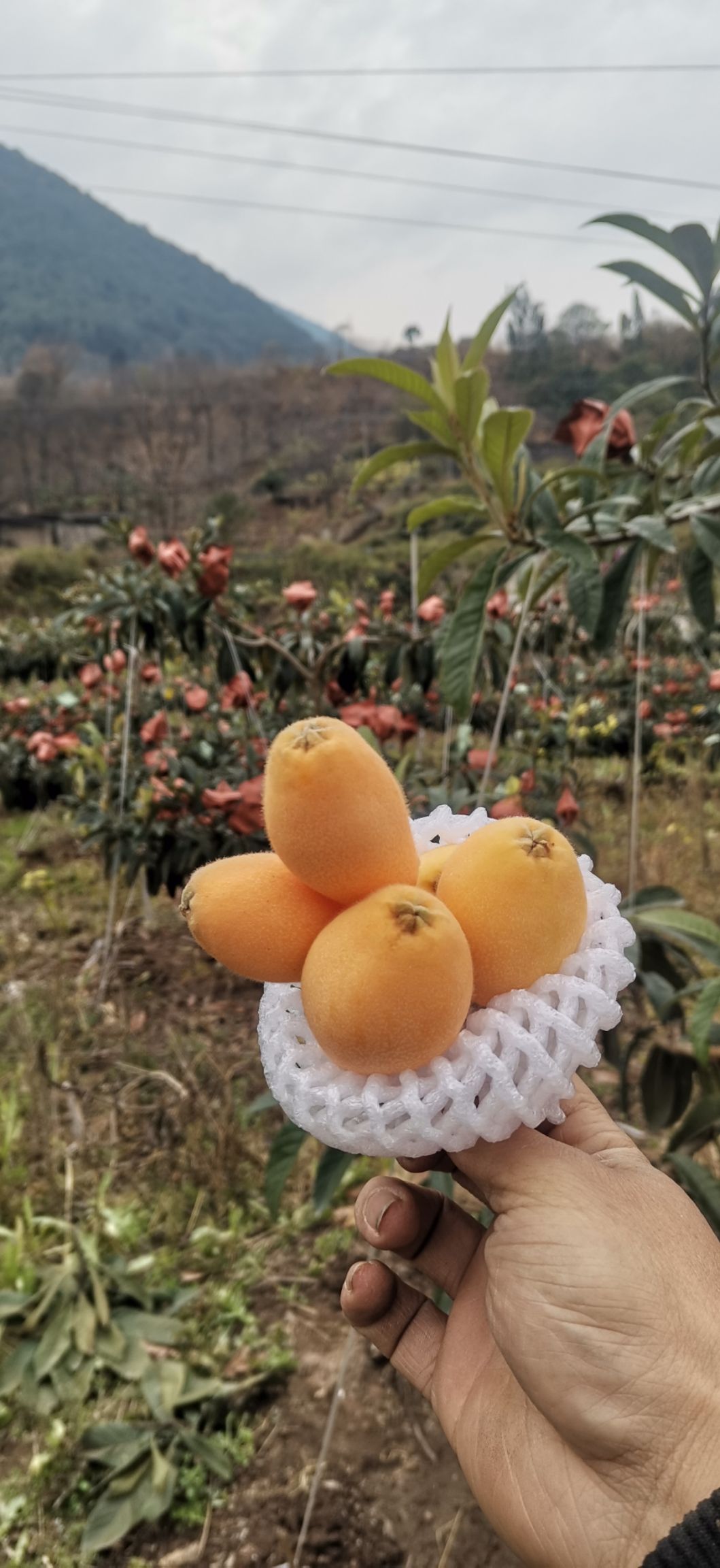 四川凉山德昌早中6号枇杷鲜果