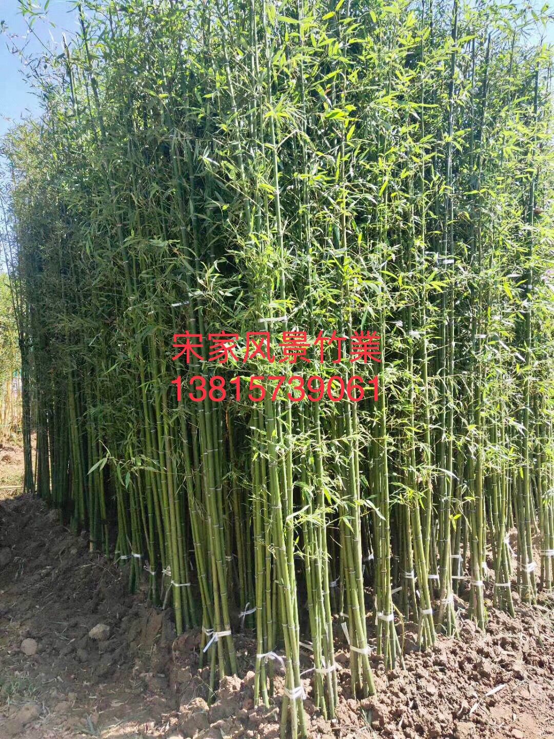 刚竹  ，竹苗，竹子，金镶玉，紫竹，罗汉竹，毛竹，慈孝竹