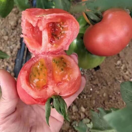 海阳市粉果番茄  粉西红柿，产地直供。建议自带车来拉。现摘现收。500亩大棚。
