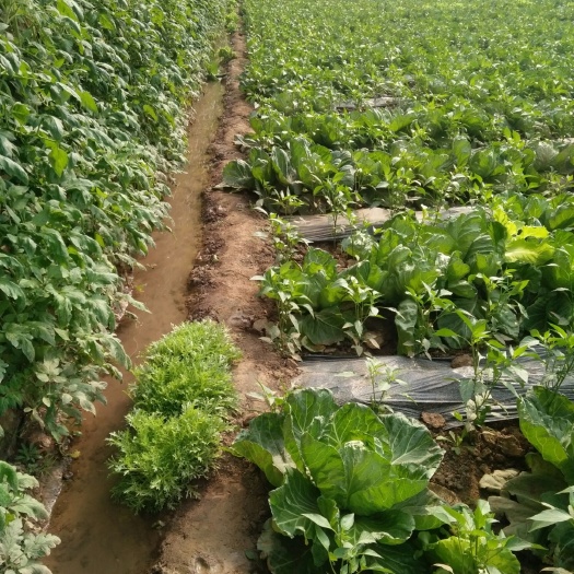 圆包菜  圆白菜