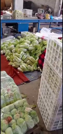 周至县 精品库存娃娃娃菜