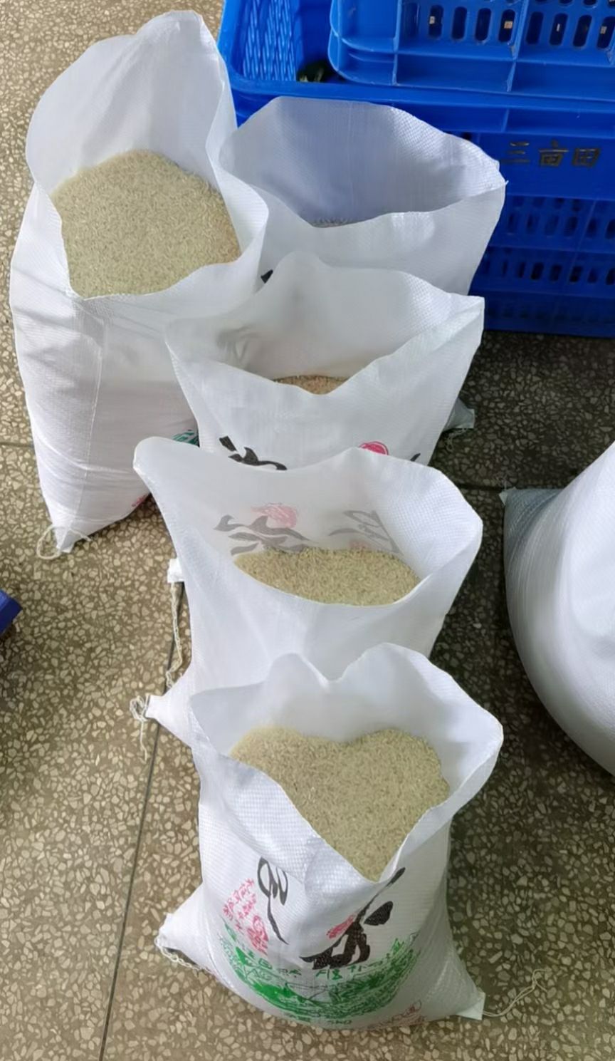 广东粤北地区农家晚稻丝苗米