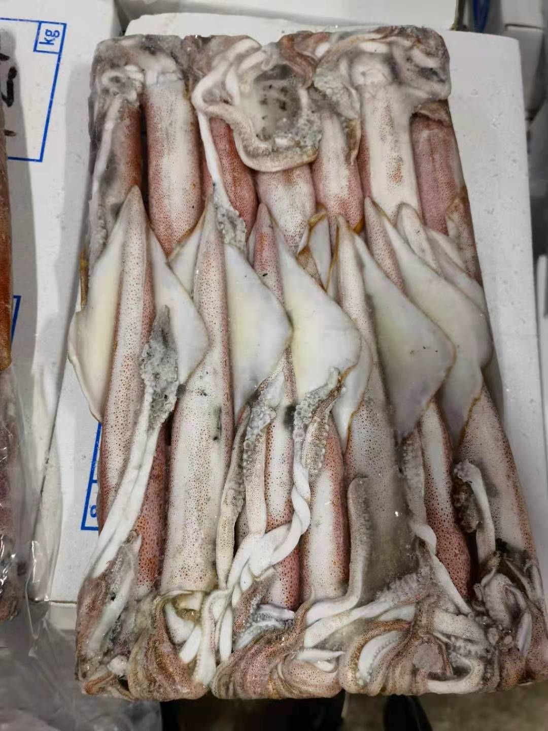 枪乌贼 地球牌印尼红鱿鱼 钓3  马尾发货 长期稳定供应 质量保证