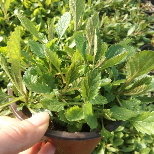 常州草花  柳叶马鞭草