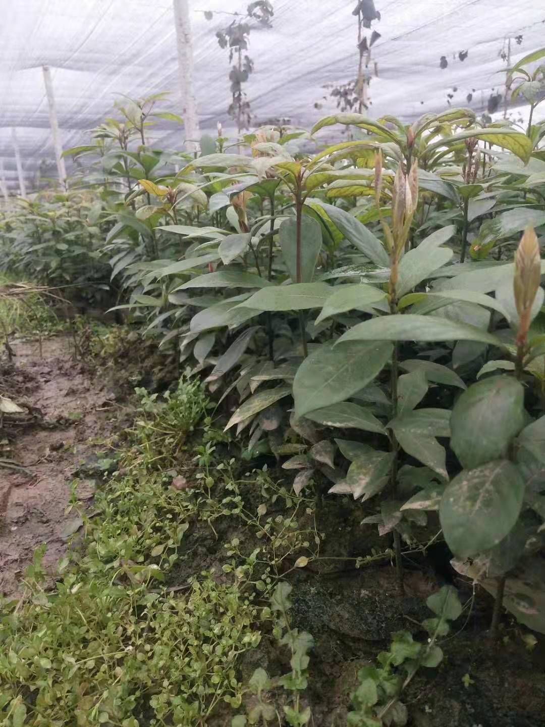 小叶桢楠  金丝楠木杯苗