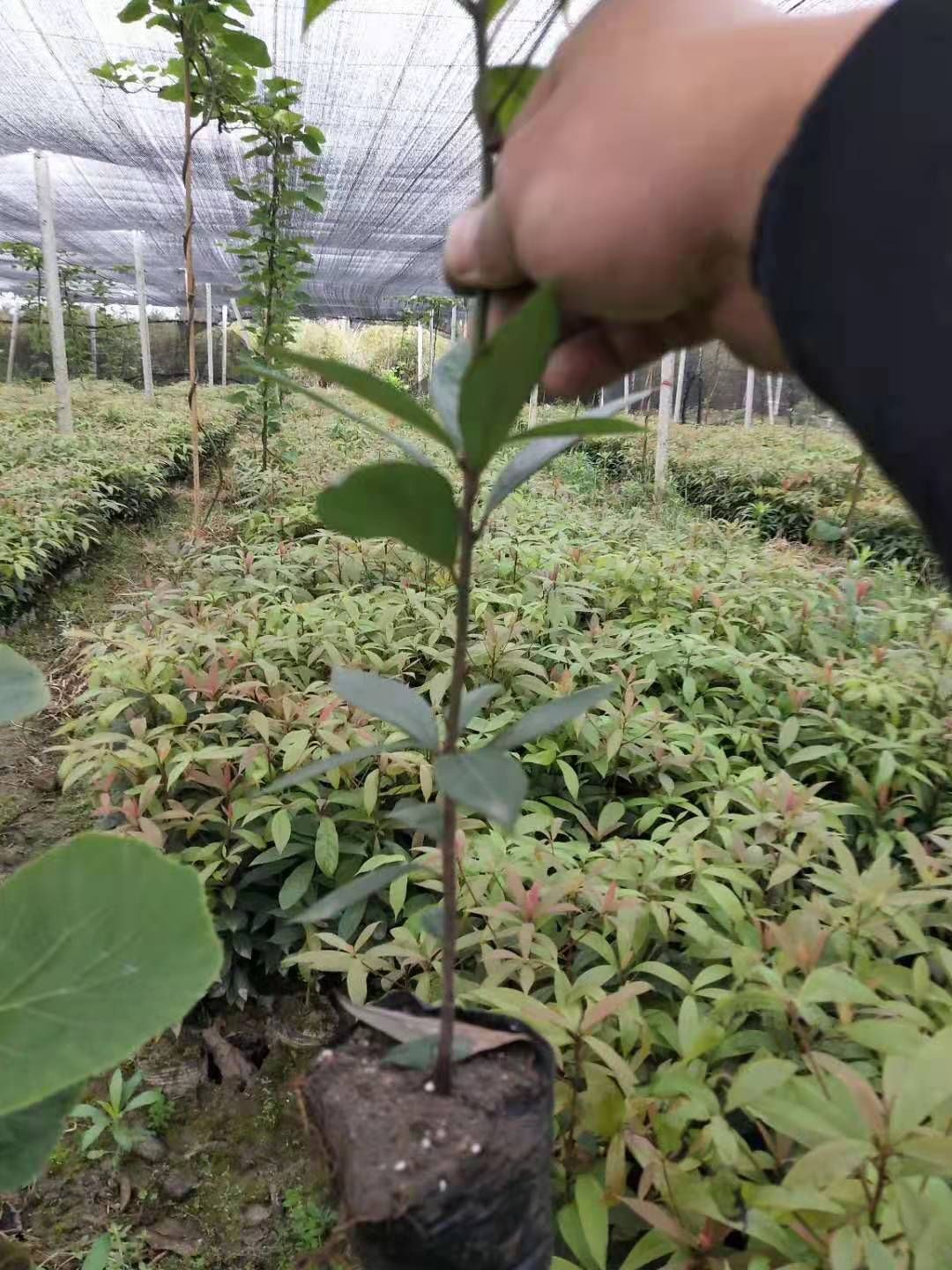 小叶桢楠  金丝楠木杯苗